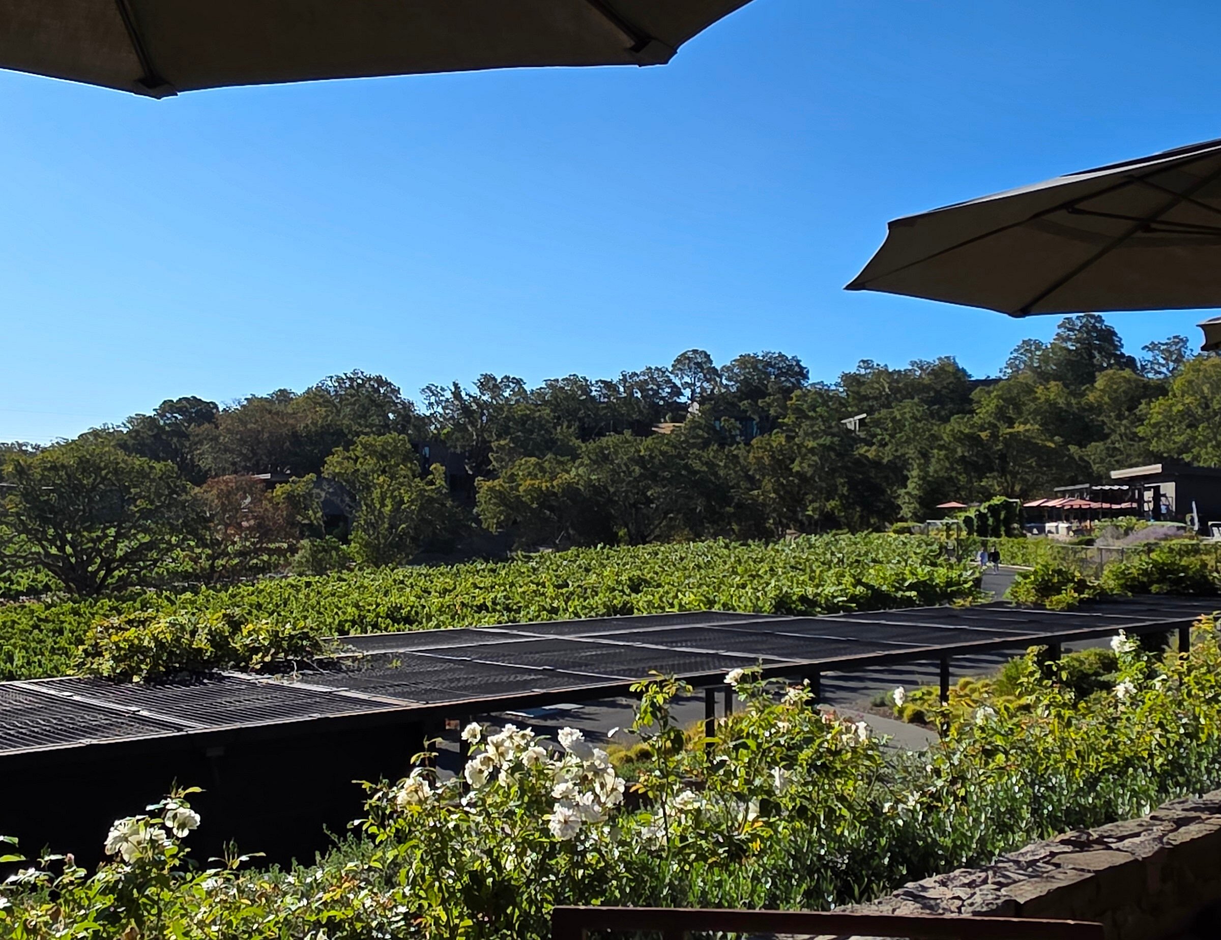 Vineyard view at Montage Healdsburg
